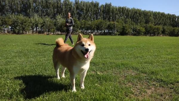 朝阳法院拍卖柴犬登登