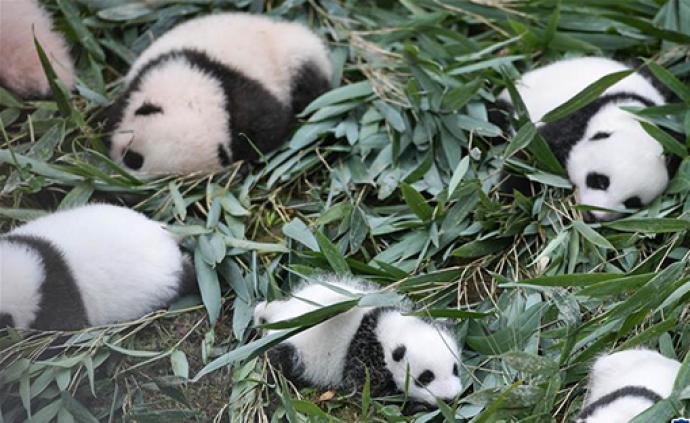 2019大熊猫最新数据发布,全球圈养大熊猫数量达600只