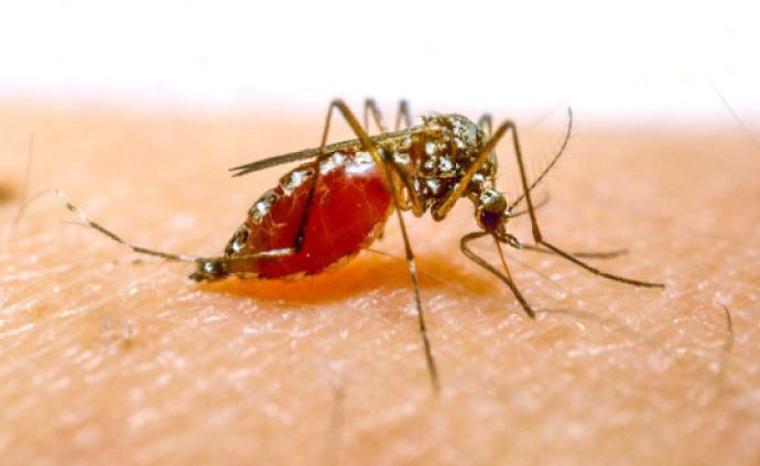 防疟新思路科学家给按蚊传播疟原虫的通道设置交通堵塞
